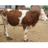 东北改良牛|吉林黄牛品种|西门塔尔育肥牛网|中国肉牛养殖前景