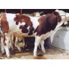 吉林改良肉牛市场，东北黄牛基地，中国西门塔尔牛养殖技术