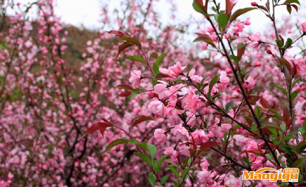 樱花的意义　　樱花热烈、纯洁、高尚，它是爱情与希望的象征。樱花在很