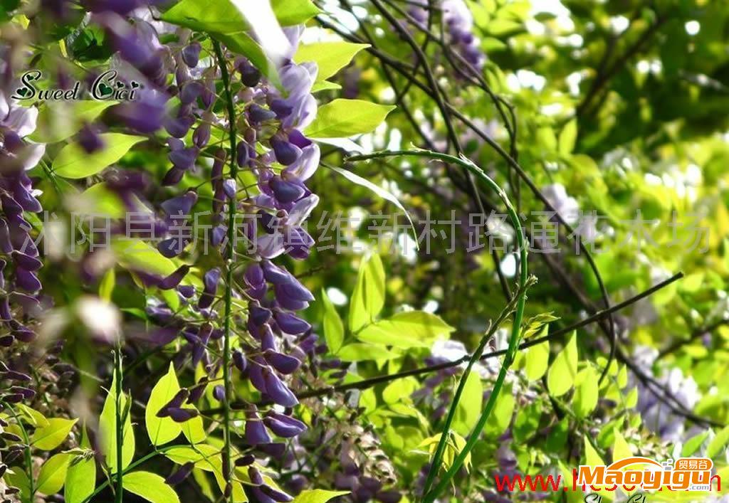 高档优质绿化苗紫藤，地径15cm，50-120cm处开叉