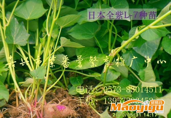 高产"日本全紫L-7"紫薯苗、紫薯苗