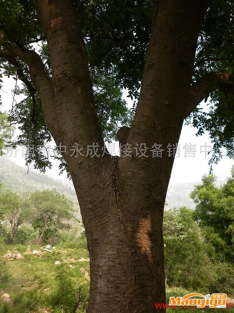 供应野生皂角皂角树