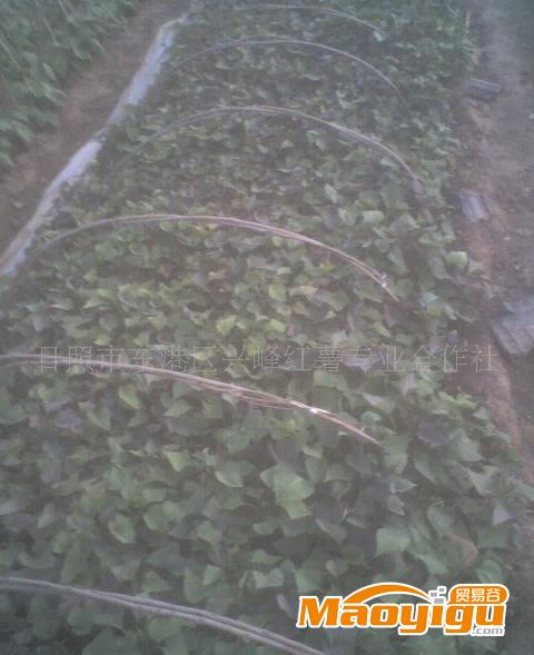 紫薯苗，地瓜苗。山芋苗，红薯苗，白薯苗，番薯苗
