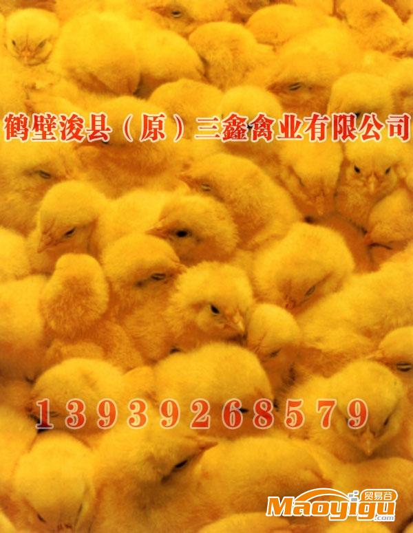 供应小鸡养殖,小鸡,小鸡批发,小鸡价格,孵化小鸡