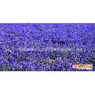 法国蓝薰衣草花，薰衣草颗粒，植物香熏，香包填充。