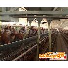 供应2#养殖场肉食鸡专用上料机 公鸡专业上料机