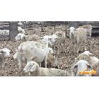 供应杜泊绵羊纯种纯种杜泊，一至三代