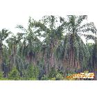 全球最大的 原木  马来西亚 进口的 油棕树  三合板