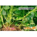 紫番薯苗、日本全紫L-7种苗、地瓜苗、紫薯种苗