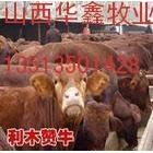供应华鑫肉牛犊养殖300-700斤肉牛育肥肉牛