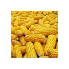 ◆天禾丰养殖场求购：菜粕玉米豌豆小麦麸皮大米等