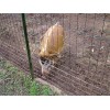 路桥养鸡养鸭用的养殖专用护栏网，围栏网，隔离栅
