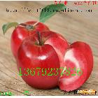 供应番茄红肉苹果苗 求购番茄红肉苹果苗 批发瑞红色之爱苹果苗/