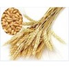 质优价廉的小麦膳食纤维素，植物提取物