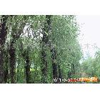 绿化苗木垂柳，米径25cm,3.5米截杆