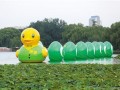 北京玉渊潭公园现“绿马甲大黄鸭”携7个蛋