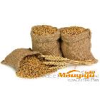 供应小麦种子    销售种子大全    价格低