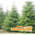 大量出售 雪松雪松树苗 塔松树 圣诞树苗 工程绿化苗木1米高
