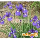 『紫馨园林』宿根花卉-蝴蝶兰、蓝蝴蝶、鸢尾