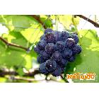 供应葡萄 紫葡萄 白皮葡萄 葡萄种植