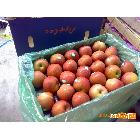 供应安圣达富士苹果 苹果种植  苹果  苹果生产 苹果运输