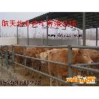 供应鲁西黄牛中国肉牛养殖业 肉牛养殖如何