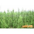 低价出售绿化苗木龙柏条，高1.2-1.5米，冠幅50-100cm