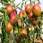供应澳洲青苹 求购梨枣  求购陕西水果  求购鲜食用枣最新优质品