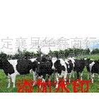 供应小公牛行情选种最重要 以生命当保