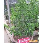 出售优质苗木曼地亚红豆杉种苗，高80-100cm