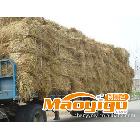 供应专业 优质打包稻草 价格实惠质量保证
