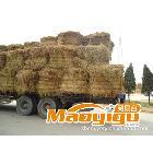 供应专业供应 优质 打包稻草 价格实惠 质量保证