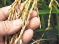 四川转基因科研基地：水稻收获后除实验外全销毁