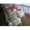 青海牛羊批发厂家小羊仔圈养视频