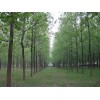 杨树年雨量只要超过300公厘即可生存