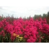 美国红叶红花紫薇苗，量大从优，价格优惠，面向全国