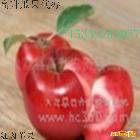 供应红肉番茄苹果苗  采购红肉苹果苗   求购红色之爱苹果  采购
