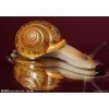 蜗牛养殖模式/蜗牛养殖示范基地/蜗牛养殖技术/蜗牛种蜗价格