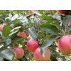 脱毒首富苹果苗,莱州小草沟苹果苗,莱州小草沟园艺场常年供应30多种优质苹