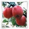 脱毒苹果苗,烟台脱毒苹果苗木,莱州小草沟园艺场常年大量供应30多种优质苹