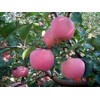 脱毒苹果苗木,富士系列脱毒苹果苗木,小草沟园艺场供应30多种优质苹果苗莱