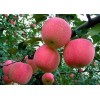供应山东红富士苹果万亩红富士苹果供应红富士苹果价格
