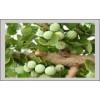 脱毒苹果苗木,莱州小草沟园艺场常年供30多种优质苹果苗木,银杏苗莱州小草