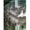 供应质鸽笼，鸽笼，供应优质鸽笼