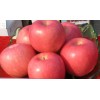 脱毒宫崎短富苹果苗木,烟台优质苹果苗木,莱州小草沟园艺场大量供应30多种