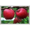 首富一号苹果苗木,烟台优质苹果苗木,莱州小草沟园艺场常年大量供应30多种