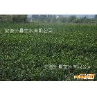 供应安徽德昌国家级良种常绿性茶叶扦插苗