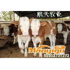 供应2013肉牛价格