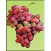 摩尔多瓦葡萄苗,优质无核葡萄苗,无核红宝石葡萄苗,夏黑葡萄苗木,蓬莱葡萄