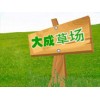 http://fslvsheng.com/index.html 江门 台湾草www.taiwancao.net
